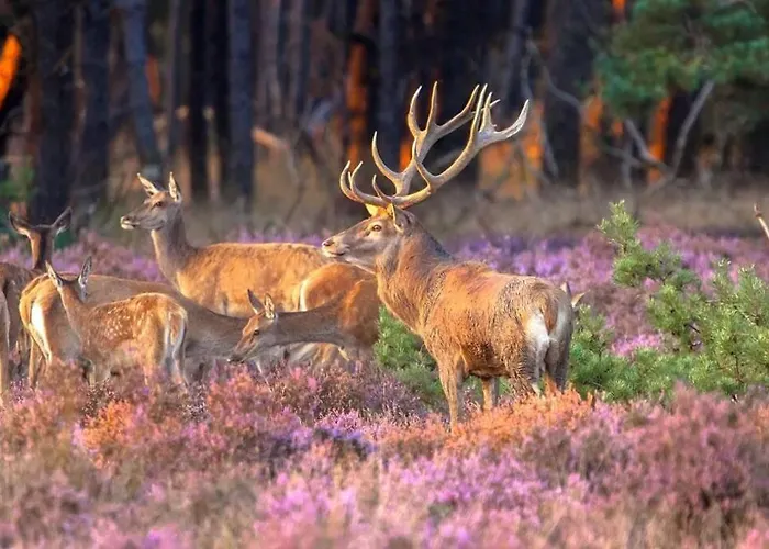 Hotell La Casita Blanca